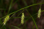 Cherokee sedge